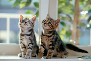 Kako odrediti pasmina mačke: karakteristične znakove Kako odrediti pasmina mačke: karakteristične znakove